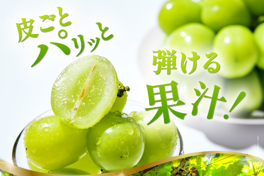 【2026年発送】シャインマスカット 訳あり家庭用 粒 にてお届け 約1kg 山梨県産 冷蔵発送 果物 フルーツ 山梨 ぶどう マスカット ブドウ 葡萄 規格外 期間限定 季節限定 冷蔵 山梨 [斎庵 山梨県 韮崎市 20745284]