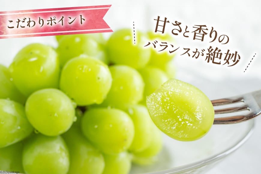 【2026年発送】 シャインマスカット 予約 山梨 マスカット シャイン ブドウ ぶどう 葡萄 種無し 2.5kg 3～ 6房 朝採れ 朝どれ 山梨県産 フルーツ 果物 2.5キロ 高品質 厳選 産地直送 季節限定 数量限定 期間限定発送 [OUTTA REACH JAPAN 山梨県 韮崎市 20742861]