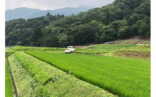 米 令和5年 つぶら野米 コシヒカリ 八分搗き 10kg [つぶら野米 山梨県 韮崎市 20741902] こめ コメ お米 精米 こしひかり