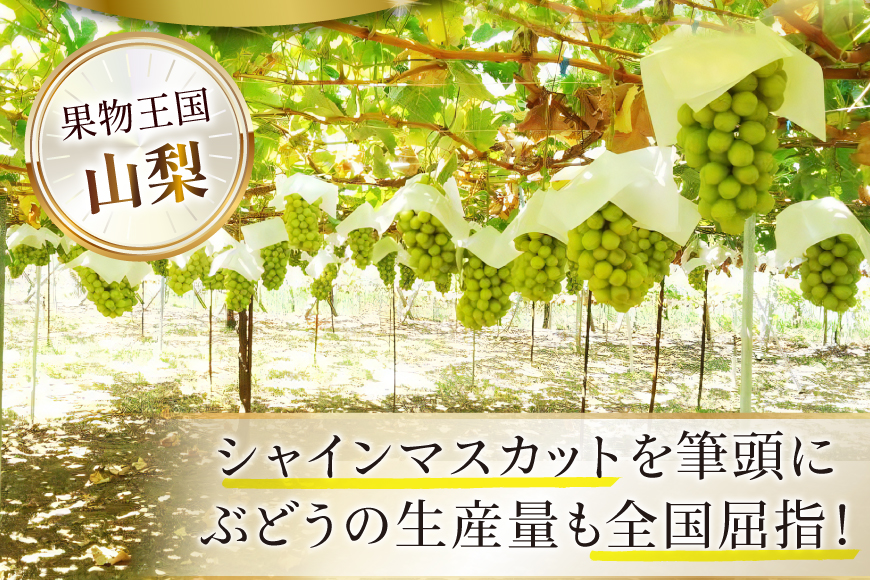 定期便 山梨県産 シャインマスカット 約1.2kg（2〜3房) 2回 [斎庵 山梨県 韮崎市 20743907] フルーツ定期便 フルーツ 果物 くだもの 定期 マスカット シャイン 葡萄 ぶどう ブドウ