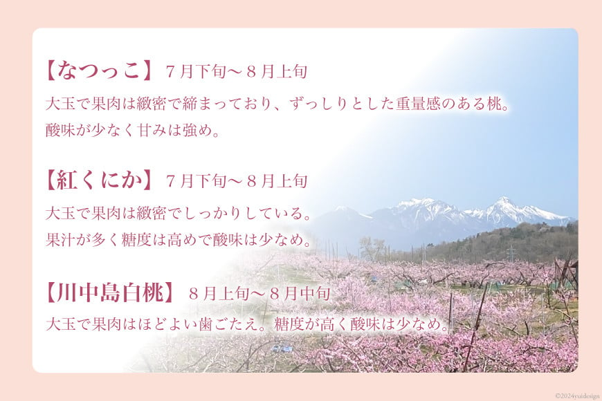 【2025年発送】【良品】訳あり 家庭用 朝獲れ もぎたて 桃 約2.1kg（4〜6玉） [韮崎市桃農家の産直 山梨県 韮崎市20742792] もも 桃 モモ フルーツ 果物 山梨県産 産地直送 期間限定 季節限定 冷蔵