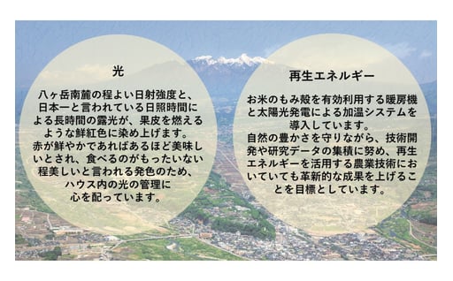 【期間限定発送】 完熟 マンゴー 「天空の輝き」 2L 2個入 [採園 山梨県 韮崎市 20743342] マンゴー アップルマンゴー フルーツ 果物 完熟 期間限定 季節限定 冷蔵