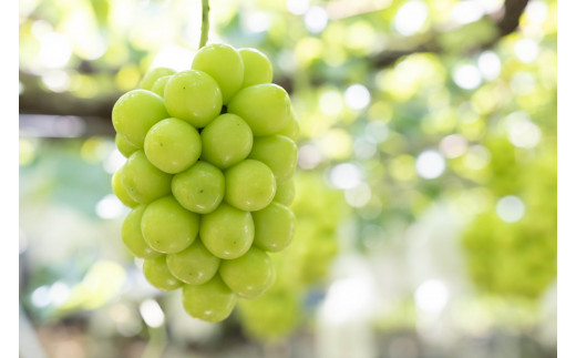 【2026年発送★先行予約】 産地厳選シャインマスカット2.2㎏～2.5kg（3房～5房）106-014-26y