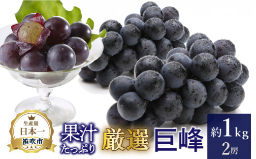 【2026年発送★先行予約】厳選!! 池田青果の巨峰　1.0kg　2房 173-003-26y