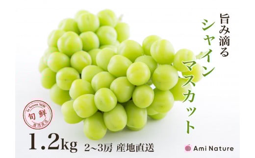 【2026年発送★先行予約】さわやかに滴るシャインマスカット 約1.2kg以上 065-023-26y
