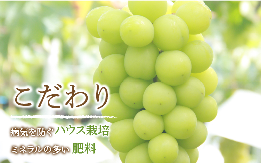 ＜25年発送先行予約＞笛吹市産　厳選!農家直送「フルーツ定期便3回便」 205-011