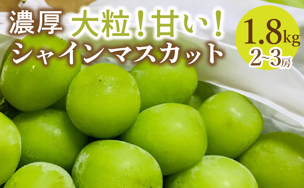 ＜25年発送先行予約＞農園直送！シャインマスカット　約1.8ｇ（2〜3房入り） 109-018