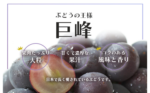 ＜25年発送先行予約＞ 巨峰 2〜3房 約1.2kg 154-026