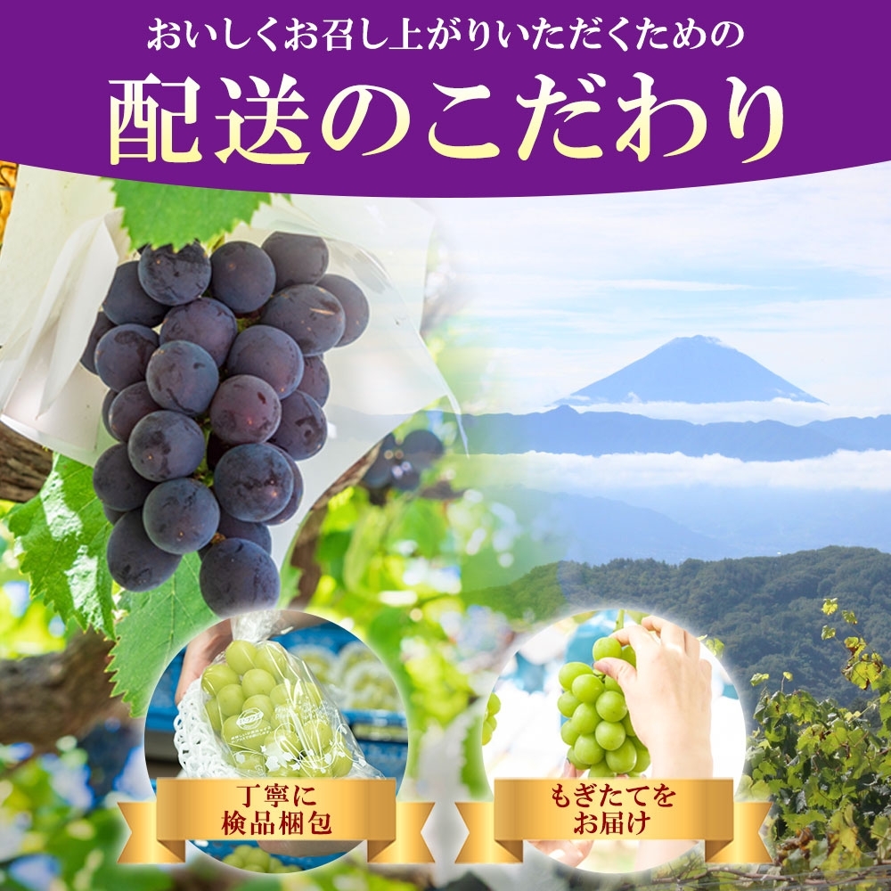 ＜2025年発送＞山梨県 笛吹市 ピオーネ2房 約1kg 177-6-001 ｜ピオーネ 葡萄 ぶどう 発送 山梨 笛吹市 果物 フルーツ 新鮮 旬 発送 ブドウ 国産 山梨 笛吹市 葡萄 高級 ぶどう 山梨県笛吹市 果物 葡萄 2025年発送 高級品種 ブドウ 先行 贈答用 贈答 ギフト｜