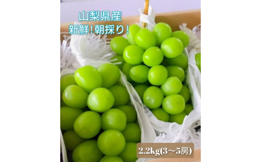 【2026年発送★先行予約】 産地厳選シャインマスカット2.2㎏～2.5kg（3房～5房）106-014-26y