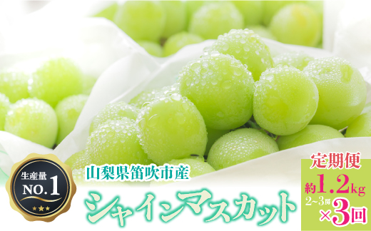 [26年発送]人気 シャインマスカット 約1.2kg 2〜3房 3回定期便※沖縄県及び離島への配送はできませんので予めご了承ください。※常温配送 126-013-26y | シャインマスカット 発送 甲斐通商 笛吹市 山梨県 フルーツ 果物 ぶどう 葡萄 大粒 おすすめ シャインマスカット 定期便 産地 贈答 種なし 高級 国産 ぶどう ブドウ 完熟 人気 国産 1.2kg 定期 3回