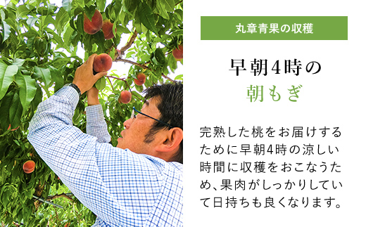 【2026年発送★先行予約】笛吹市産こだわりの桃 約2.0kg(4～9玉) 常温 090-010-26y