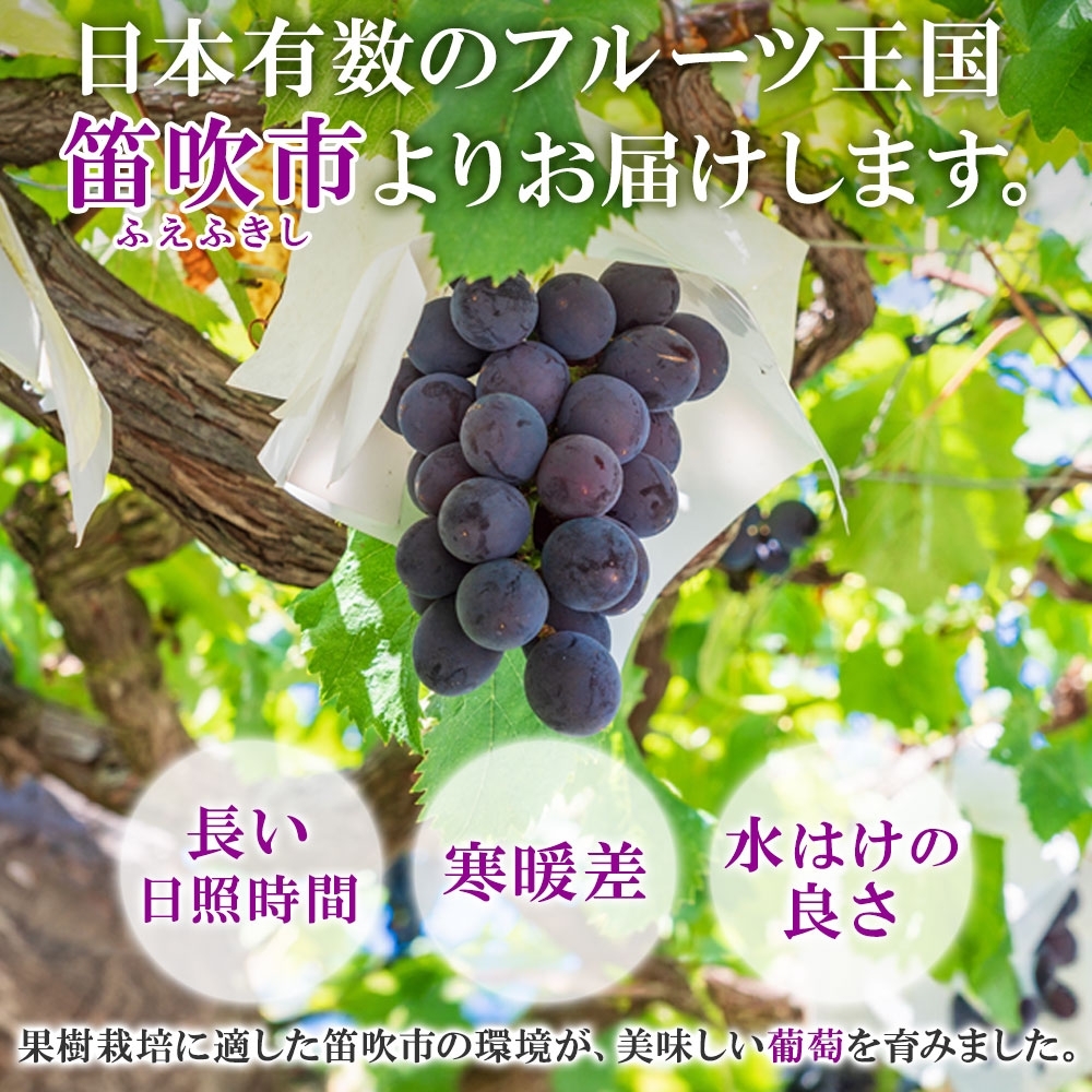 ＜2025年発送＞山梨県 笛吹市 巨峰 2房 約1kg 177-6-002 ｜巨峰 葡萄 ぶどう 発送 山梨 笛吹市 果物 フルーツ 新鮮 旬 発送 ブドウ 国産 山梨 笛吹市 葡萄 高級 ぶどう 山梨県笛吹市 果物 黒葡萄 高級品種 ブドウ 先行 贈答用 贈答 ギフト｜