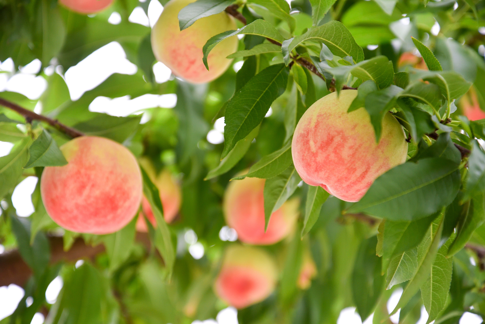 ç³åºŠ13床以äžããæé«å質ãéå®åãäžå®®ã®ãã¬ãã¢ã æ¡ã1.6ïœïœä»¥äžïŒ5çïŒ 168-004