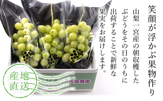 ＜25年発送先行予約＞シャインマスカット 約1.1kg以上 山梨県笛吹市一宮産 朝採り 産地直送 088-023