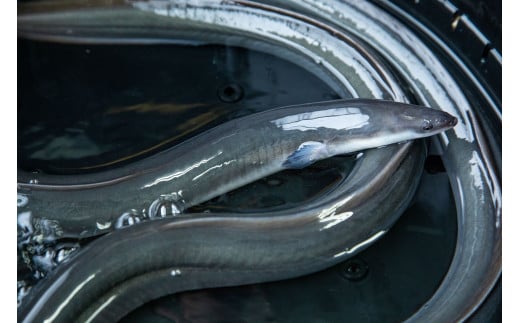 山梨県産うなぎの蒲焼1尾+肝煮2袋セット 138-012