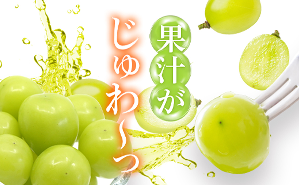 ïŒ26幎çºéïŒäººæ° ã·ã£ã€ã³ãã¹ã«ãã çŽ1.2kg 2ïœ3æ¿ 3åå®æäŸ¿â»æ²çžçåã³é¢å³¶ãžã®é
éã¯ã§ããŸããã®ã§äºããäºæ¿ãã ãããâ»åžžæž©é
é 126-013-26y | ã·ã£ã€ã³ãã¹ã«ãã çºé ç²æéå ç¬å¹åž 山梚ç ãã«ãŒã æç© ã¶ã©ã è¡è å€§ç² ãããã ã·ã£ã€ã³ãã¹ã«ãã å®æäŸ¿ ç£å° èŽç çš®ãªã é«çŽ åœç£ ã¶ã©ã ãã㊠å®ç äººæ° åœç£ 1.2kg 宿 3å |