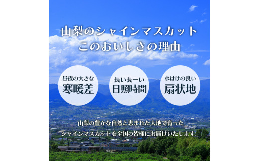 ＜25年発送先行予約＞シャインマスカット 1.1kg以上 2房〜3房 154-008