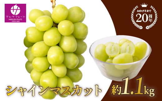 ＜25年発送先行予約＞シャインマスカット 約1.1kg以上 山梨県笛吹市一宮産 朝採り 産地直送 088-023