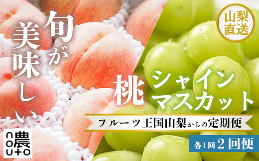 定期便2回　シャインマスカット500g（1房）・桃1kg以上　山梨県　笛吹市　「フルーツ 果物」　種なしぶどう　白桃　もも　特秀品　粒が大きい　秀品　高評価 人気 ランキング おすすめ　コスパ　甘い　高糖度　 美味しい　デザート　数量限定　送料無料　産地直送　フルーツ定期便　果物定期便　山梨県産　ふるさと納税　販売：KEIPE株式会社 154-039