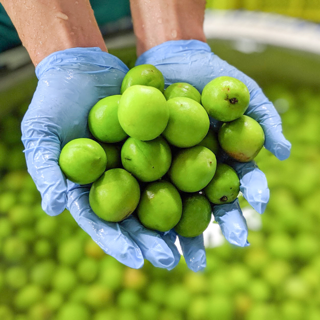 【モンデ酒造ふるさと納税】梅酒 500ml 018-046