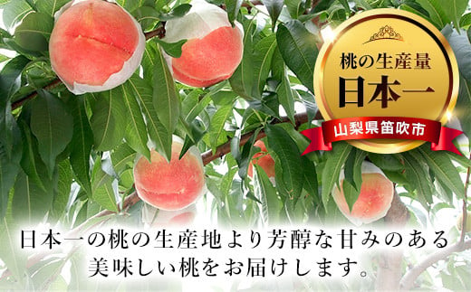 ＜25年発送先行予約＞【ちょっと食べたい定期便】桃 約1kg(3～4玉)×シャインマスカット500g以上 126-024