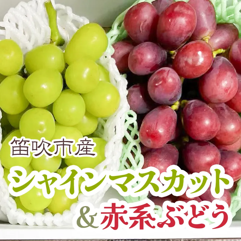 ＜25年発送先行予約＞シャインマスカット&赤系ぶどう 各1房(2房合計1kg程度)  229-004