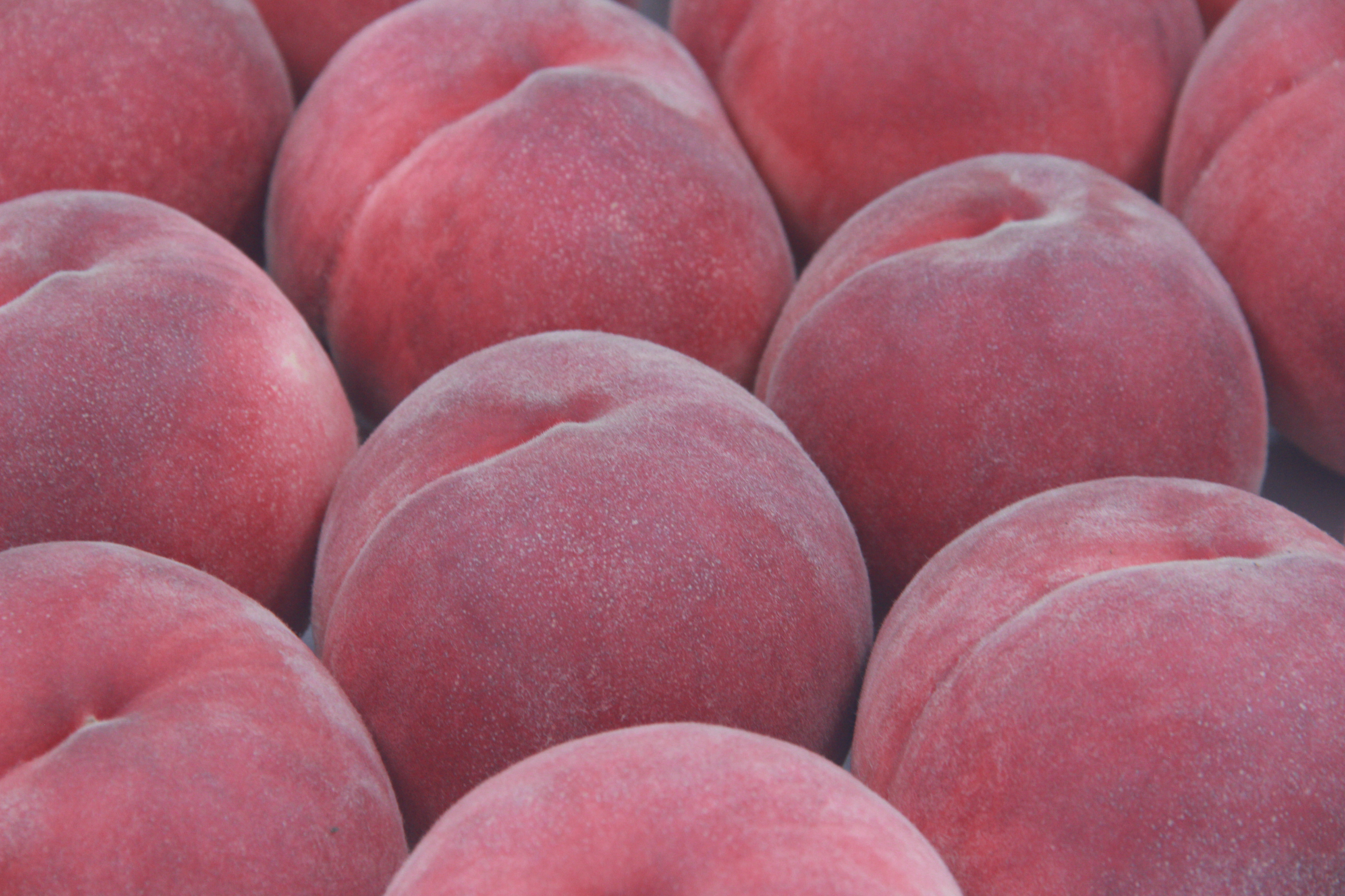 【2026年発送先行予約】笛吹市産　山梨朝どれ桃2kg×2回配送（白鳳系・白桃系） 定期便 2回（クール便） 205-023