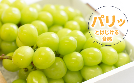 縲2026蟷エ逋コ騾≫蜈郁。御コ育エ縲代宣谺。逋コ騾√ 逕」蝨ー蜴ウ驕ク繧キ繝」繧、繝ウ繝槭せ繧ォ繝繝1.2kgス1.3kgシ2謌ソス3謌ソシ106-003-sku03-26y