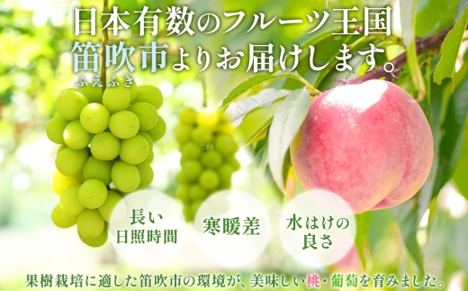 【2026年発送★先行予約】定期便全2回 桃 秀品 1.5kg 大糖領 シャインマスカット 1房 600g クール便　177-020-26y