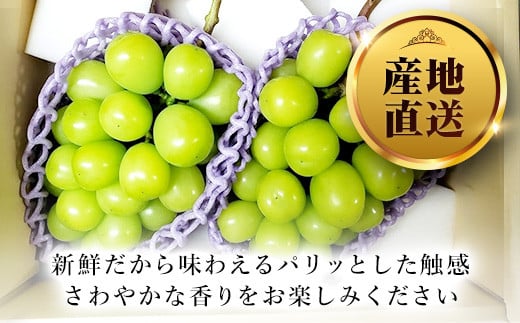 ＜25年発送先行予約＞シャインマスカット（1房）と桃（2個）の詰め合わせ（小） 126-023