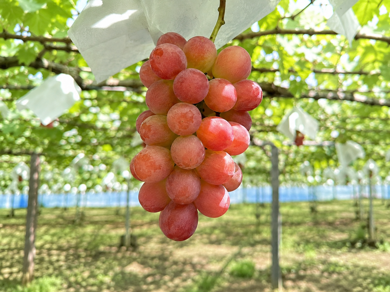 ã2026幎çºéãå
è¡äºçŽ ãµã³ã·ã£ã€ã³ã¬ãã 1.2kg 2ïœ3æ¿ å±±æ¢šçç£ åžå° 赀系ã¶ã©ã ã·ã£ã€ã³ãã¹ã«ããç³» ã山梚çç¬å¹åž ç£å°çŽéãã¶ã©ã ãã«ãŒã æç© 209-011-26y