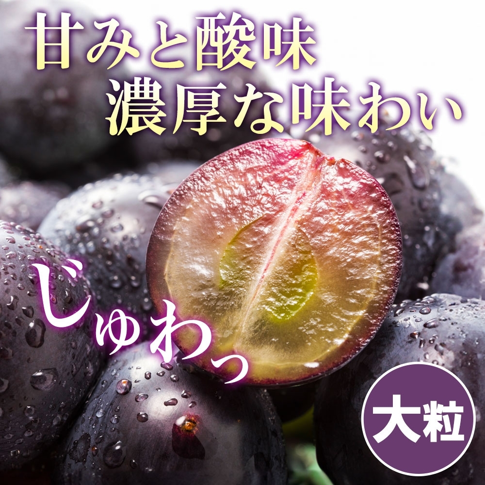 ＜2025年発送＞山梨県 笛吹市 ピオーネ2房 約1kg 177-6-001 ｜ピオーネ 葡萄 ぶどう 発送 山梨 笛吹市 果物 フルーツ 新鮮 旬 発送 ブドウ 国産 山梨 笛吹市 葡萄 高級 ぶどう 山梨県笛吹市 果物 葡萄 2025年発送 高級品種 ブドウ 先行 贈答用 贈答 ギフト｜