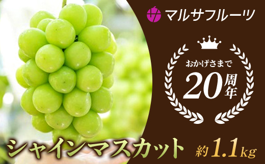 ＜25年発送先行予約＞シャインマスカット 約1.1kg以上 山梨県笛吹市一宮産 朝採り 産地直送 088-023