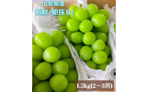 [2026年発送★先行予約]クール便 シャインマスカット 1.2kg以上 106-013-26y