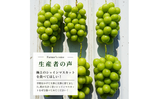 ＜25年発送先行予約＞シャインマスカット 1.1kg以上 2房〜3房 154-008