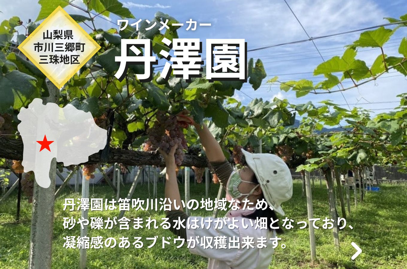 ワイン 赤白 セット 山梨 750ml 「三珠プティ・ヴェルド　キュヴェ・タンザワ」 「三珠甲州　キュヴェ・タンザワ　一文字短梢」 シャトー・メルシャン [5839-1544]