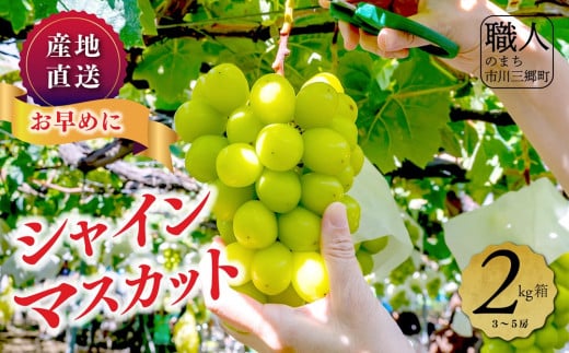シャインマスカット 【2026年発送】 山梨 2kg (3～5房) ぶどう 葡萄 山梨県 フルーツ 果物 くだもの ギフト 産地直送 人気 土橋農園 [5839-1884]