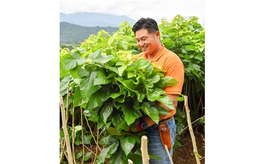 ハンさんのおいしいくわ茶10包3種×2袋セット　お茶 健康 ヘルシー ダイエット 簡単 お手軽 カフェインレス セット ギフト 贈答 プレゼント[5839-1201]