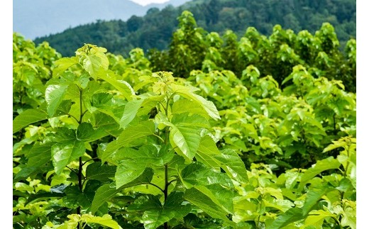 ハンさんのおいしいくわ茶スティック60p×3種セット　お茶 健康 ヘルシー ダイエット 簡単 お手軽 カフェインレス セット ギフト 贈答 プレゼント[5839-1235]