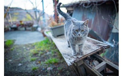 農泊「ちかはぎ空の家」ご利用クーポン6,000円分[5839-2045]