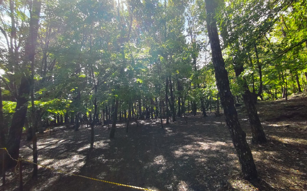 宿泊プラン 林間フリーサイト 薪付  1泊2日 山梨県 キャンプ キャンプ場 利用券 宿泊券 アウトドア 身延町