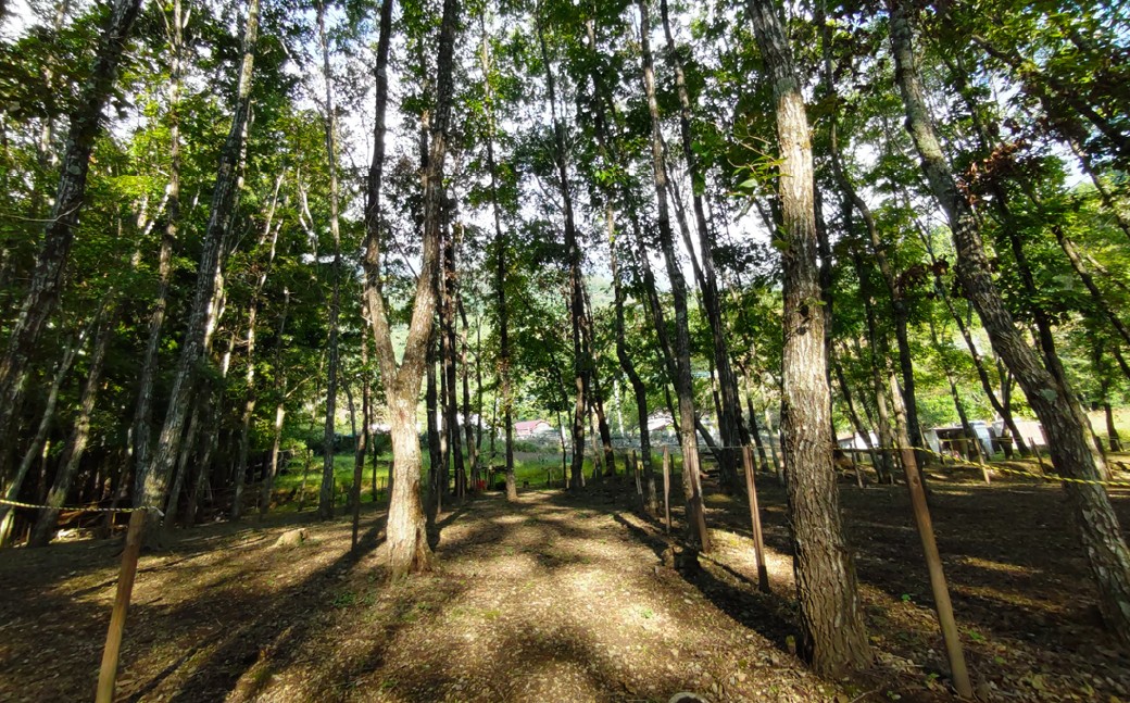 宿泊プラン 林間サイト 薪付  1泊2日 山梨県 キャンプ キャンプ場 利用券 宿泊券 アウトドア 身延町