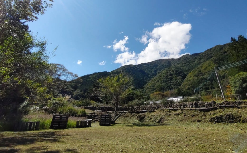 平須CAMP21 オートサイト宿泊プラン1泊2日 薪付 山梨県 キャンプ キャンプ場 利用券 宿泊券 アウトドア 身延町