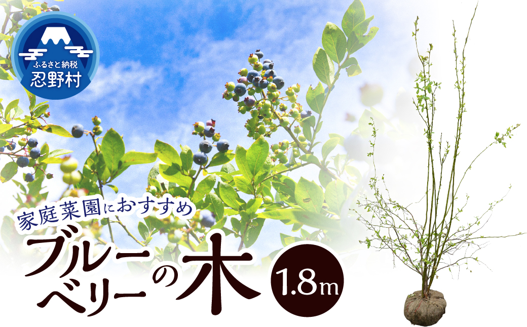 植木　ブルーベリーの木　株立ち　1.8ｍ