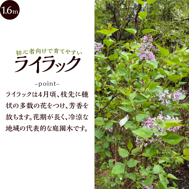 植木　ライラック　1.6ｍ
