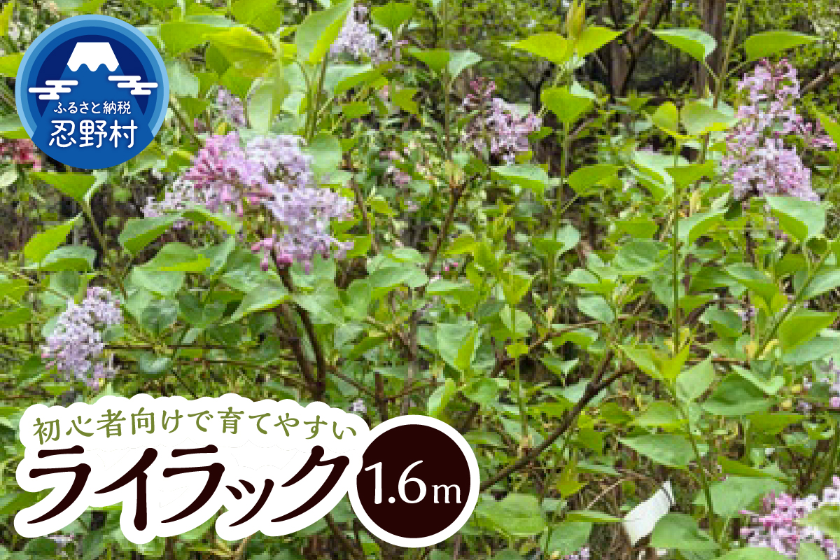 植木　ライラック　1.6ｍ