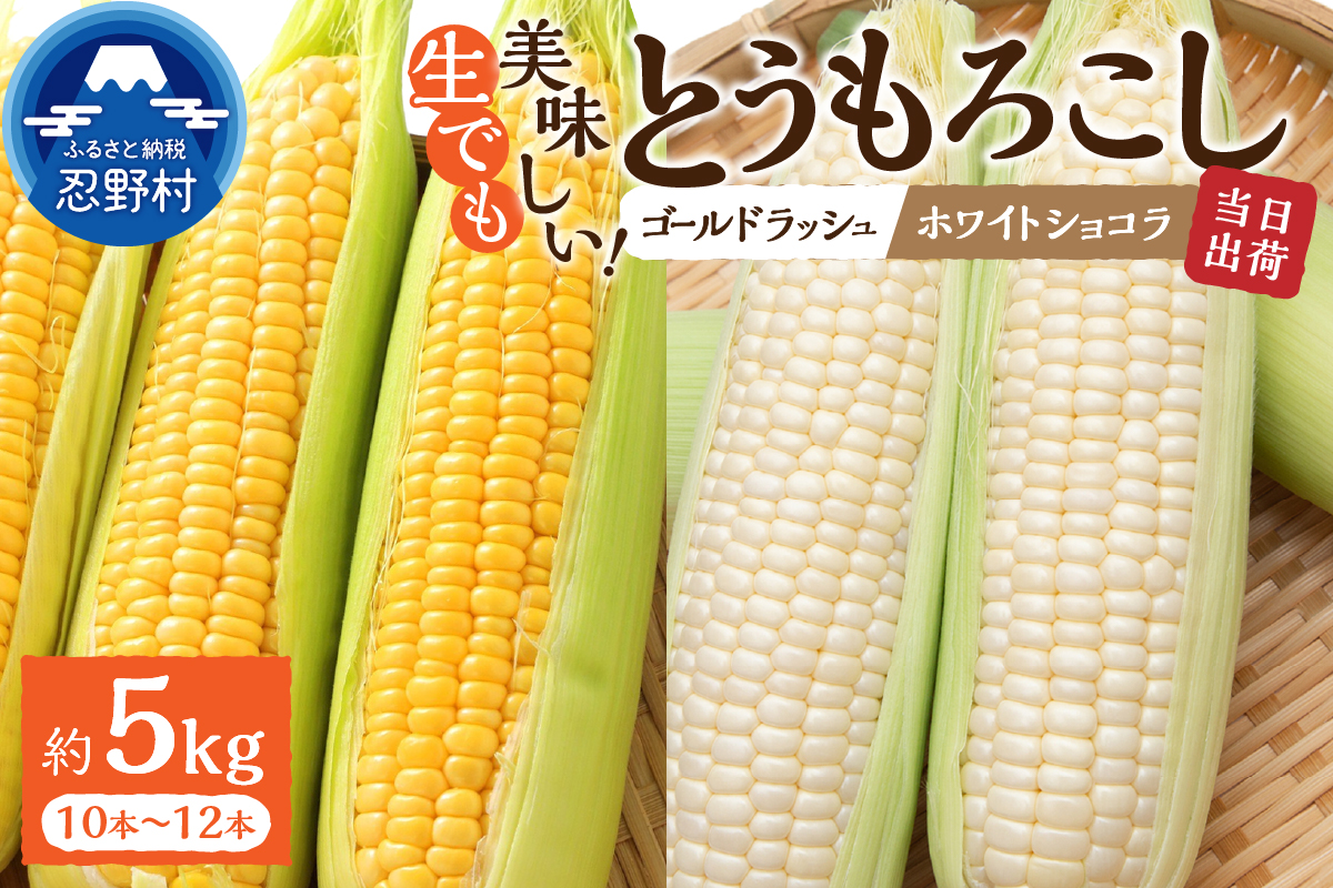 【2026年先行予約】富士北麓忍野村の気候、水、自然で作られた朝採りトウモロコシ【ゴールドラッシュ・ホワイトショコラ】詰め合わせセット 約5kg