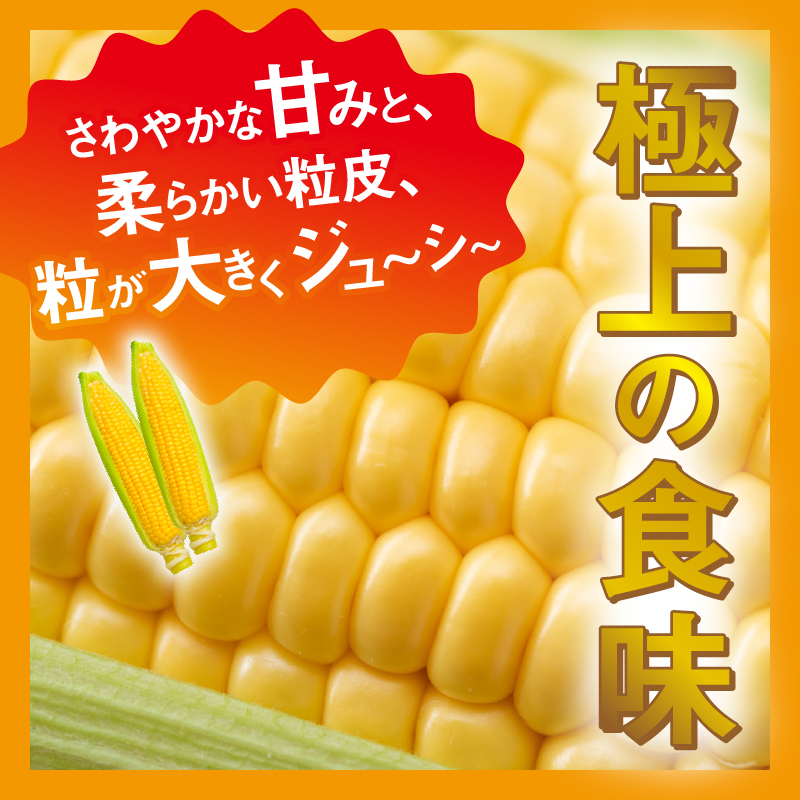 【2026年先行予約】富士北麓忍野村の気候、水、自然で作られた朝採りトウモロコシ【ゴールドラッシュ・ホワイトショコラ】詰め合わせセット 約2.5kg