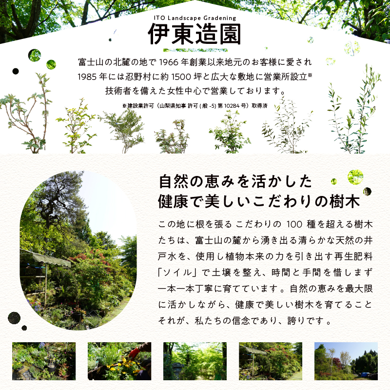 植木　ライラック　1.6ｍ